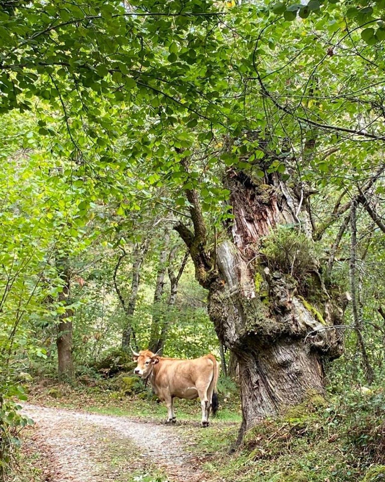 Casa Rural Espinareu La Villa Buitenkant foto